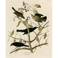 thumbnail image 3 of Vintage Apple Collection 15x18 Black Modern Framed Museum Art Print Titled - Rusty Grakle, 3 of 5