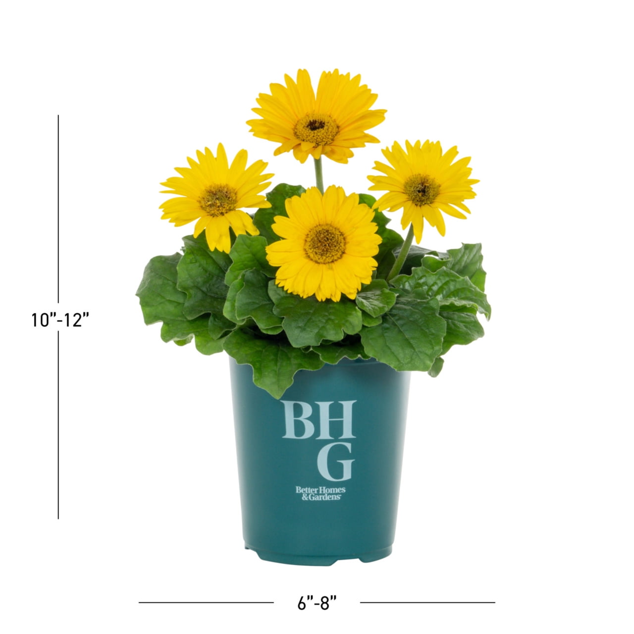 Better Homes & Gardens 1.5PT Yellow Gerbera Daisy Live Annual Plant Sun 5-Pack