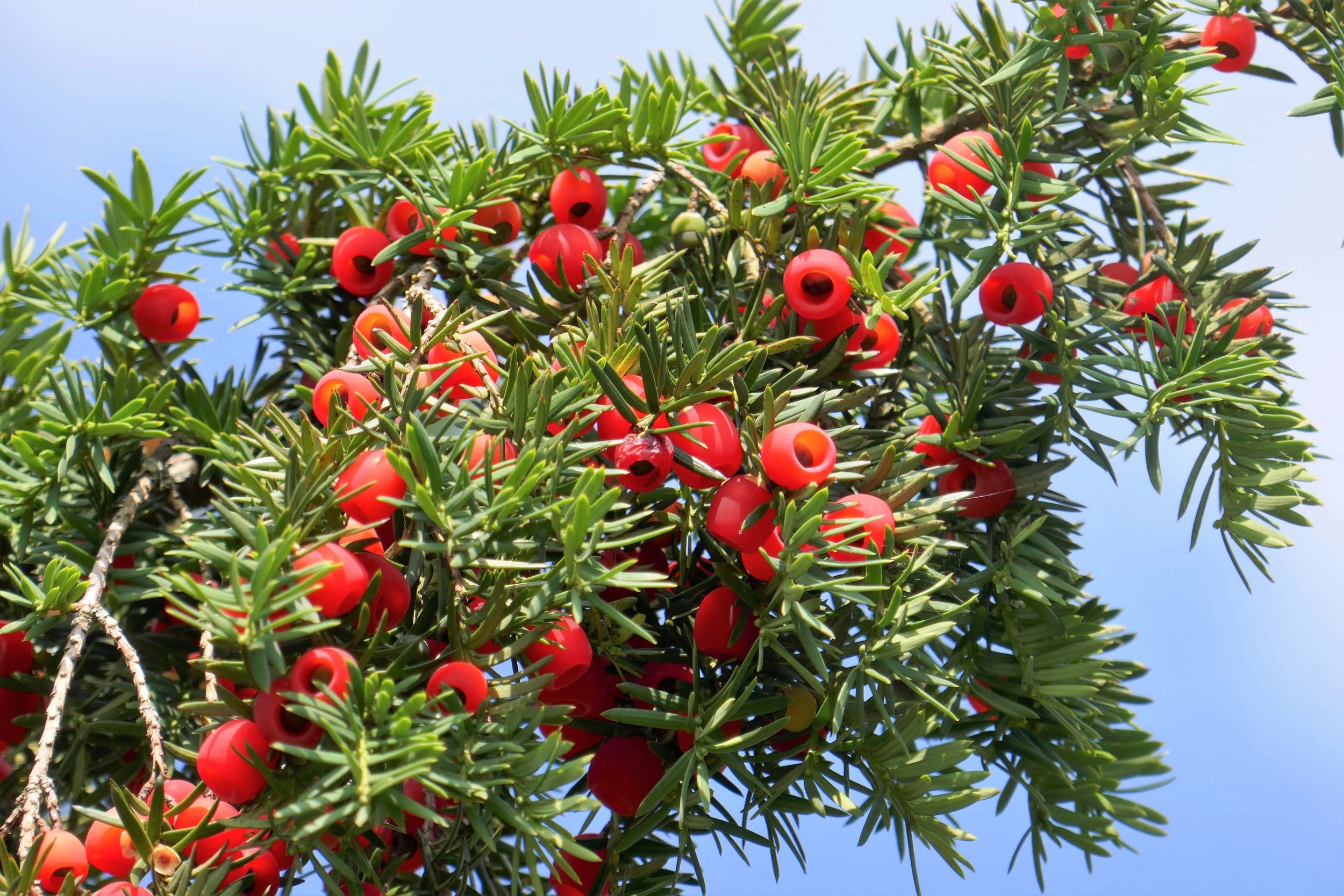 10 PACIFIC YEW Tree Taxus Baccata Brevifolia Evergreen Conifer Sun or