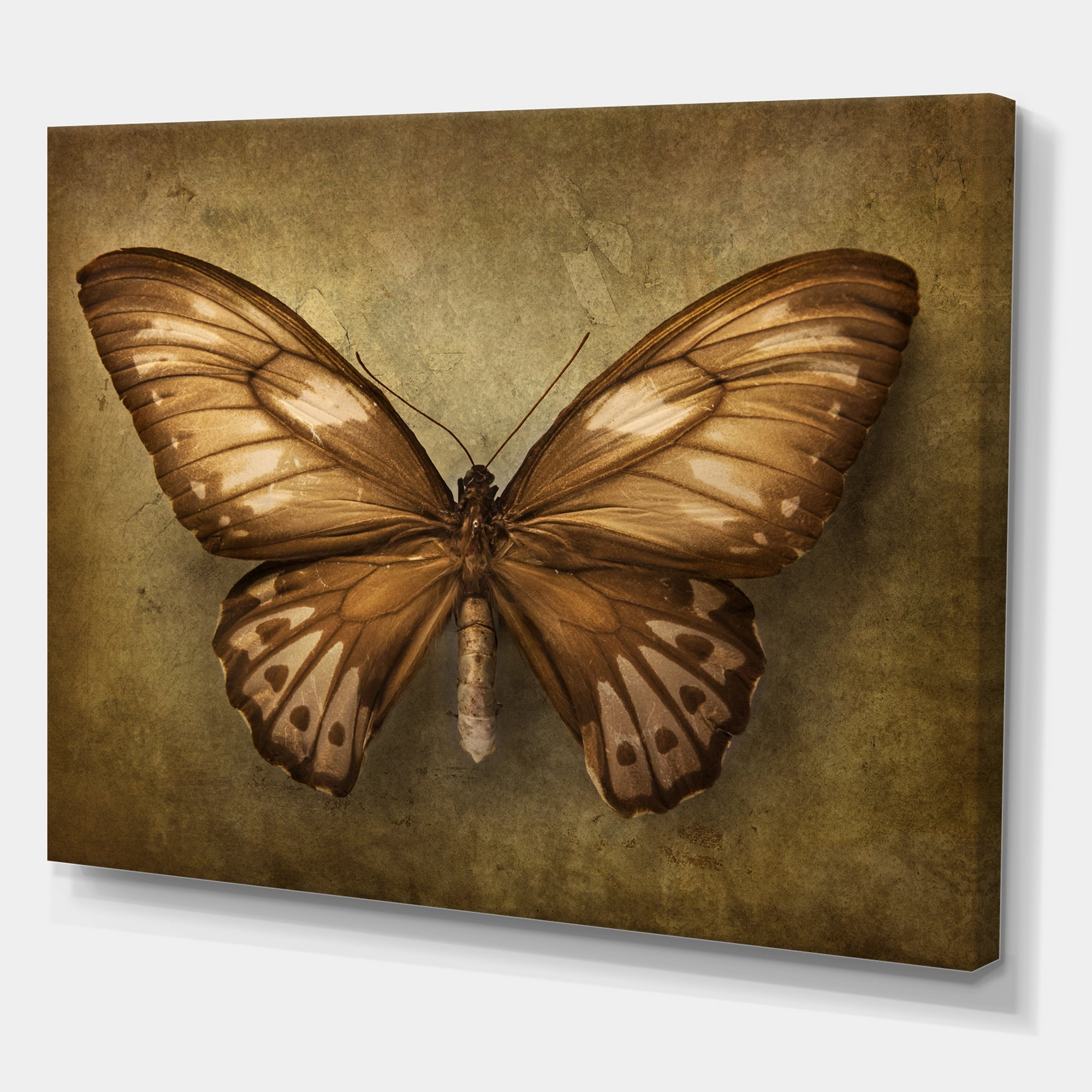Designart ' Ancient Butterfly In Earth Tones ' Vintage Canvas Wall Art Print