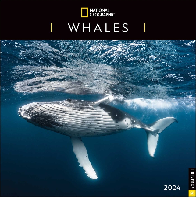 National Geographic Whales 2024 Wall Calendar Calendar Walmart