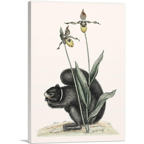 ARTCANVAS Vintage Illustration Of Black-Squirrel Canvas Art Print by Mark Catesby - Size: 26" x 18" (1.50" Deep)