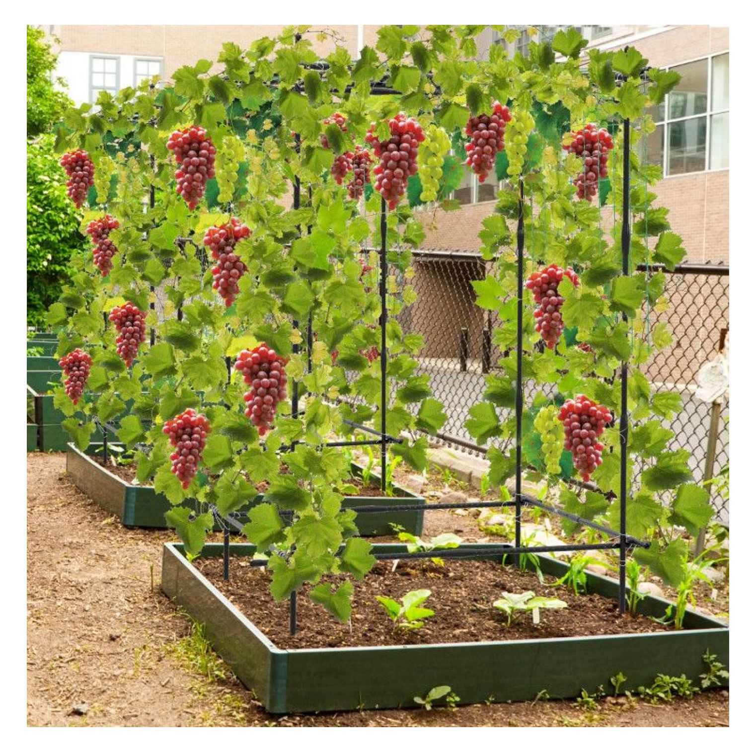 Cucumber Trellis A-Frame, Garden Plant Support with Netting - Climbing Plants, Vegetables & Flowers - Outdoor Durable Metal Trellis