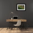 thumbnail image 3 of Jones, Adam 18x13 Black Ornate Wood Framed with Double Matting Museum Art Print Titled - Nurse log and Big Leaf Maple tree draped with Club Moss-Hoh Rainforest-Olympic National Park, 3 of 4
