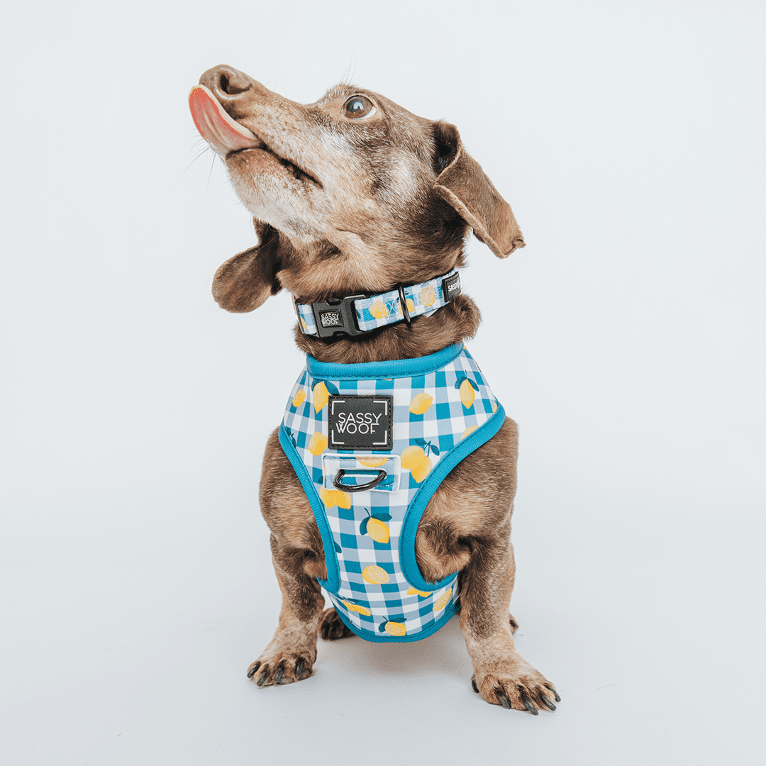 Sassy Woof Cushioned Adjustable Dog Collar - Lemonade Stand, Small
