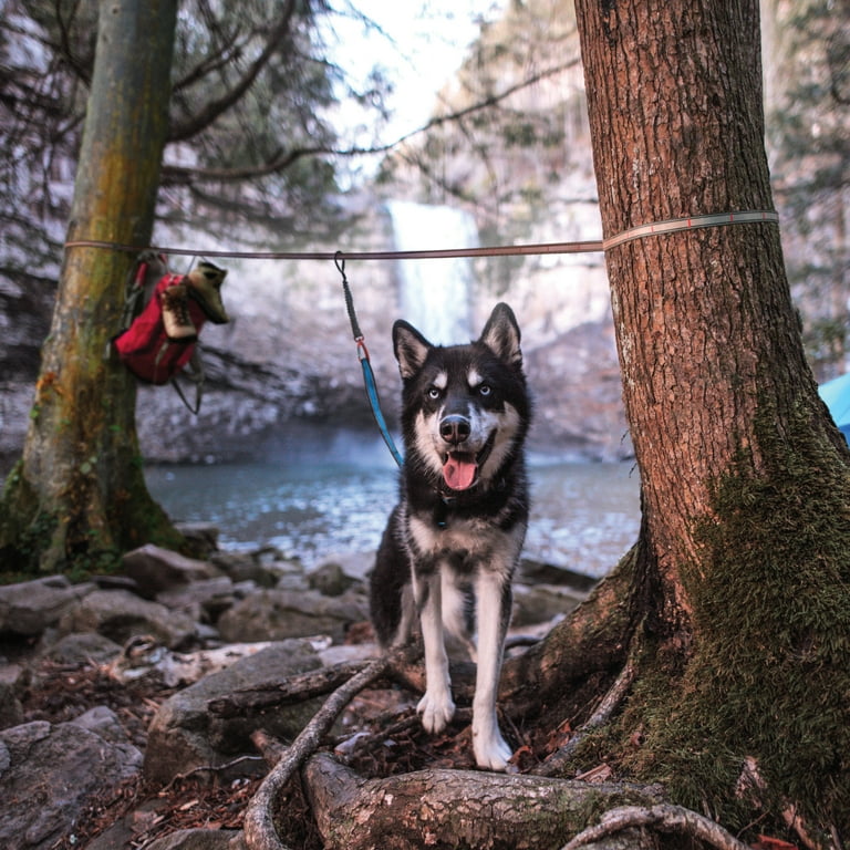 Tie dog to tree sale