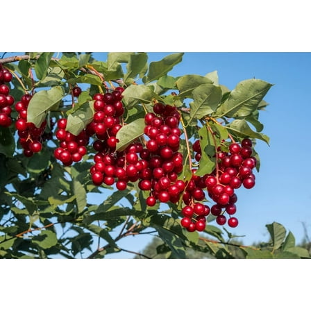 Chokecherry Seeds for Planting - 30 Seeds - Great for Jam or Syrup (Edible, Fall Color, Hardy)