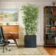 thumbnail image 1 of Bambu Aspecto Natural Con Maceta 2 Mts De Alto Cg Hunter, 1 of 4