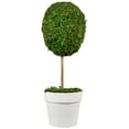 thumbnail image 2 of Northlight 14" Reindeer Moss Ball Potted Artificial Spring Topiary Tree - Green/White, 2 of 6