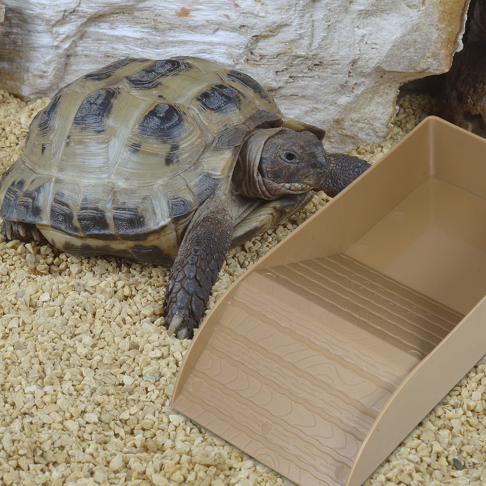 HONMEET Reptile Feeding Dish with Ramp Tortoise Bathing Pool Plastic Coffee for Pet Owners 1Pack