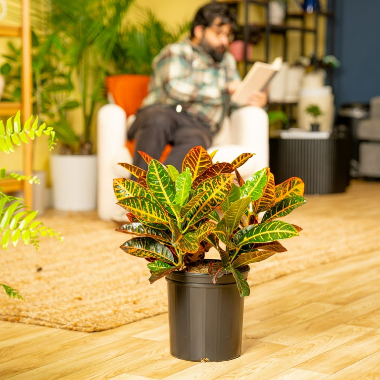 Costa Farms Live Indoor 2ft. Tall Croton Petra Plant 10in. Grower Pot