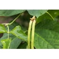 thumbnail image 6 of Organic Black-Eyed Peas, 3 Pounds — Non-GMO, Sproutable, Raw, Vegan — by Food to Live, 6 of 6