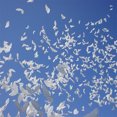 thumbnail image 3 of La Paix Colombe Ballons, 10pcs la Paix Colombe Ballons Ballons Pigeon Volants Grande Colombe Ballons Conception Révolutionnaire, 3 of 8
