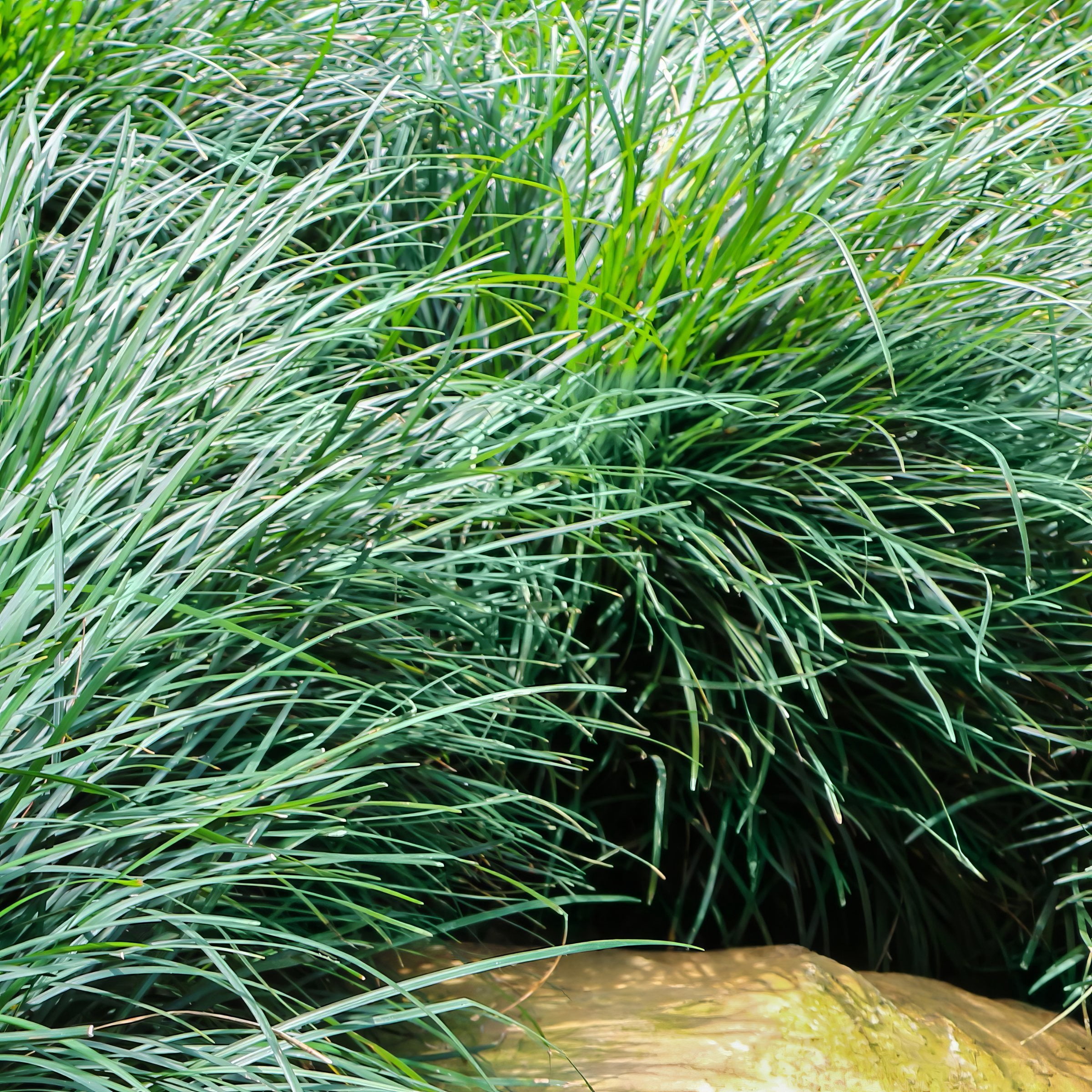 National Plant Network 4 in. Mondo Grass (16-Pack)