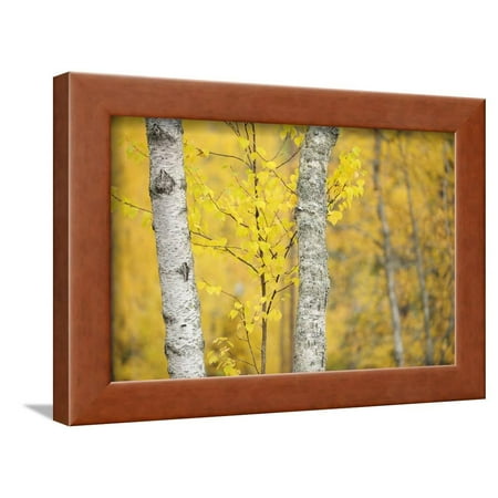 Betula Nigra River Birch Birch Trees (Betula Verrucosa or Pubescens) Oulanka, Finland, September 2008 Framed Print Wall Art By Widstrand ()