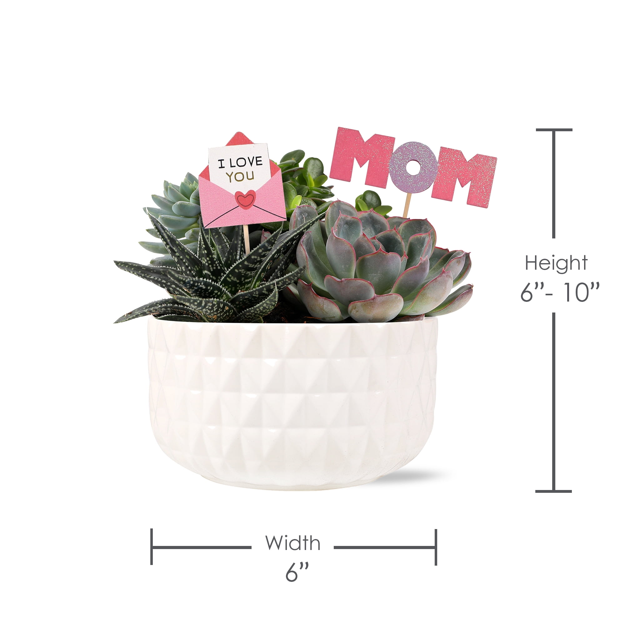 Green Circle Growers 6" Succulent Garden Live Plant Arrangement in Ceramic Planter – Mother’s Day Gift