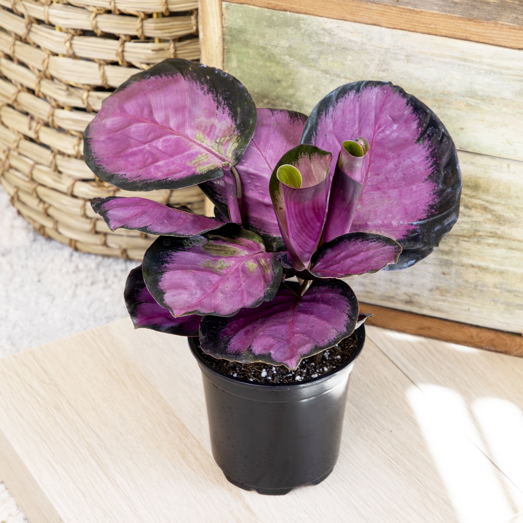 Element Live Calathea Plant Variety Pack, 4.25in Grower Pots, Easy Care, Pet Safe (3 Count)