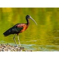 thumbnail image 2 of Friel, Bernard 24x19 Gold Ornate Wood Framed with Double Matting Museum Art Print Titled - USA-Florida-Sarasota-Myakka River State Park-Glossy Ibis, 2 of 4