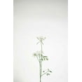 thumbnail image 2 of Bradley, Felicity 11x14 White Modern Wood Framed Museum Art Print Titled - Simple Stems VI, 2 of 4