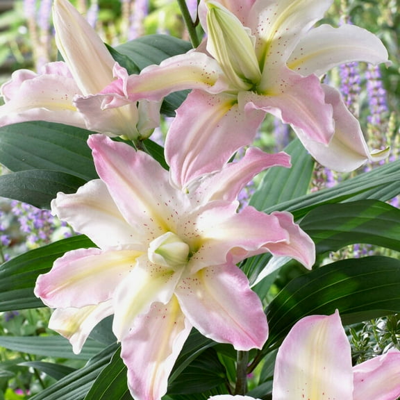 Easy to Grow Lilium Oriental Lily Soft Music Double 3 Plant Bulbs, Zones 5-9