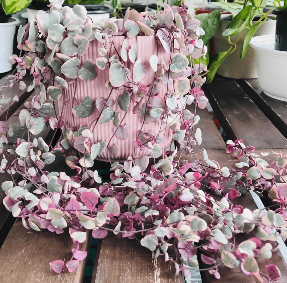 Variegated String of Hearts Plant Live, Pink String of Heart Plant 4 Inches Pot, Live Plant Indoor String of Hearts