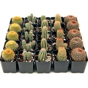 Cactus (Cacti) Bulk 25 Tray - 5 Types w/ ID - 2in Pots
