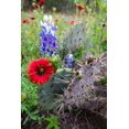 thumbnail image 2 of Ditto, Larry 17x24 White Modern Wood Framed Museum Art Print Titled - Firewheels and Bluebonnets with Prickly Pear Cactus, 2 of 4