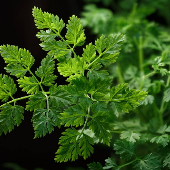 Winter Chervil Herb Seeds - 100 Count Seed Pack - a Tasty Annual herb That thrives in Those Cool, Shady Areas - Country Creek LLC