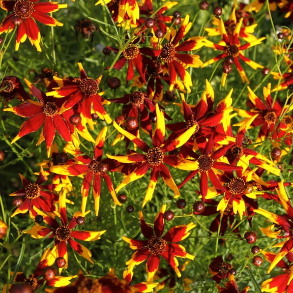 Eden Brothers Coreopsis Seeds - Mardi Gras