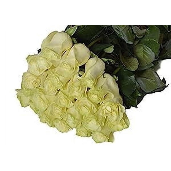 KaBloom: 25 White Roses, Next-Day Delivery, Gift for Every Occasion.