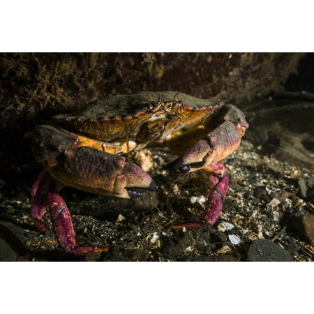 Rock crab in the Hood Canal Puget Sound Washington Poster Print by Jennifer IdolStocktrek (Best Crab Pots For Puget Sound)