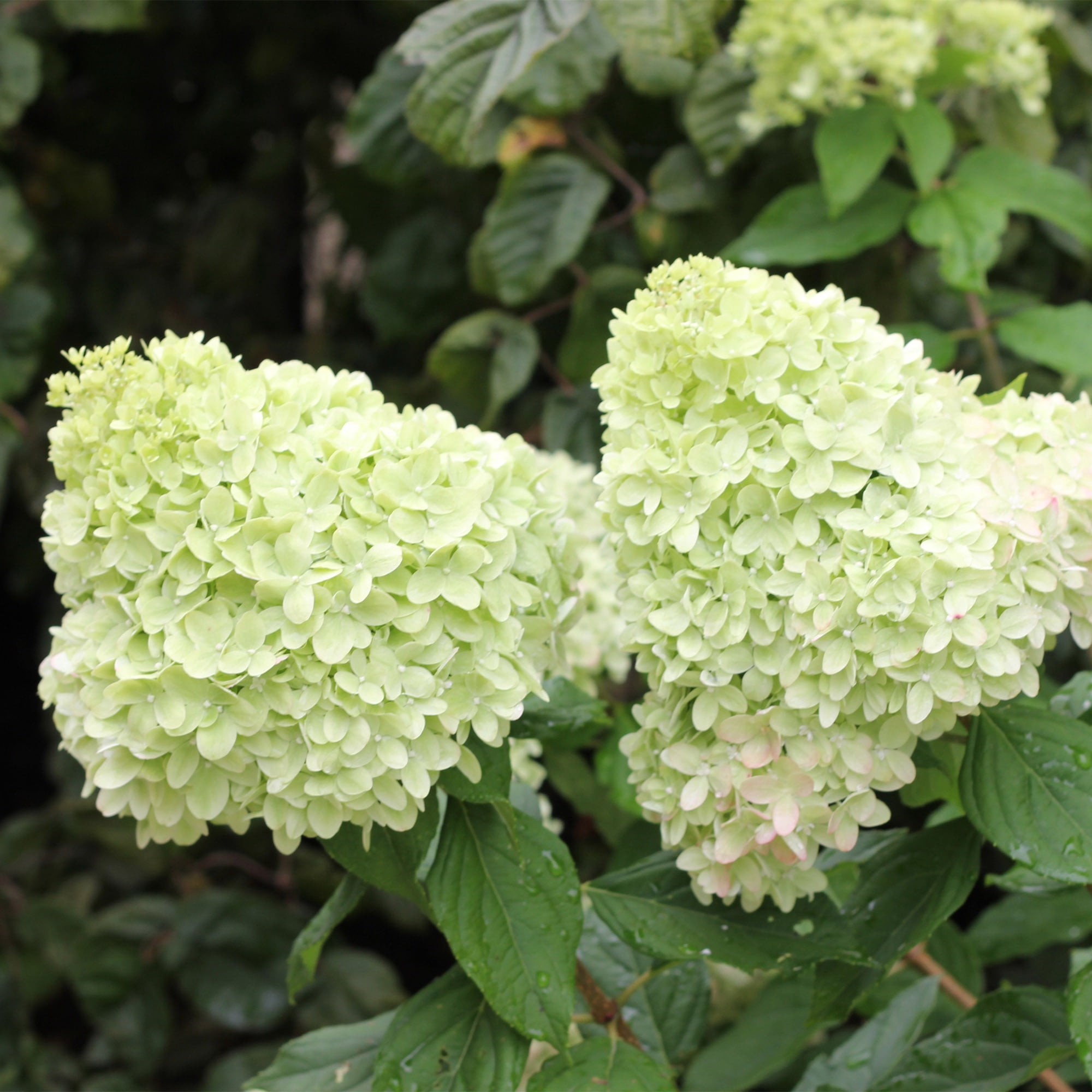 Proven Winners ColorChoice Limelight Tree Hydrangea Live Shrub (5 Gallon)