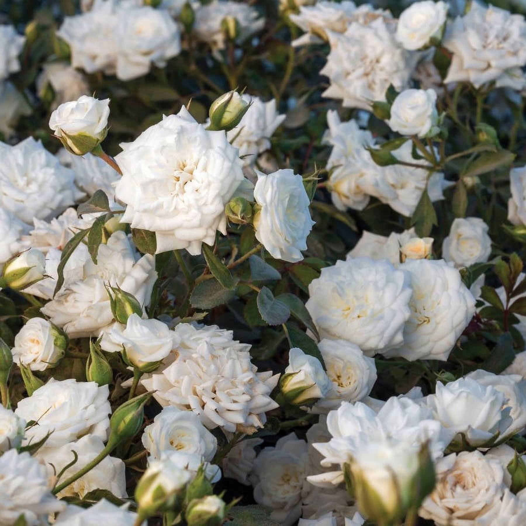 White Drift Rose (1 Gallon) Low-Growing Groundcover Deciduous Flowering Shrub - Full Sun Live Outdoor Plant