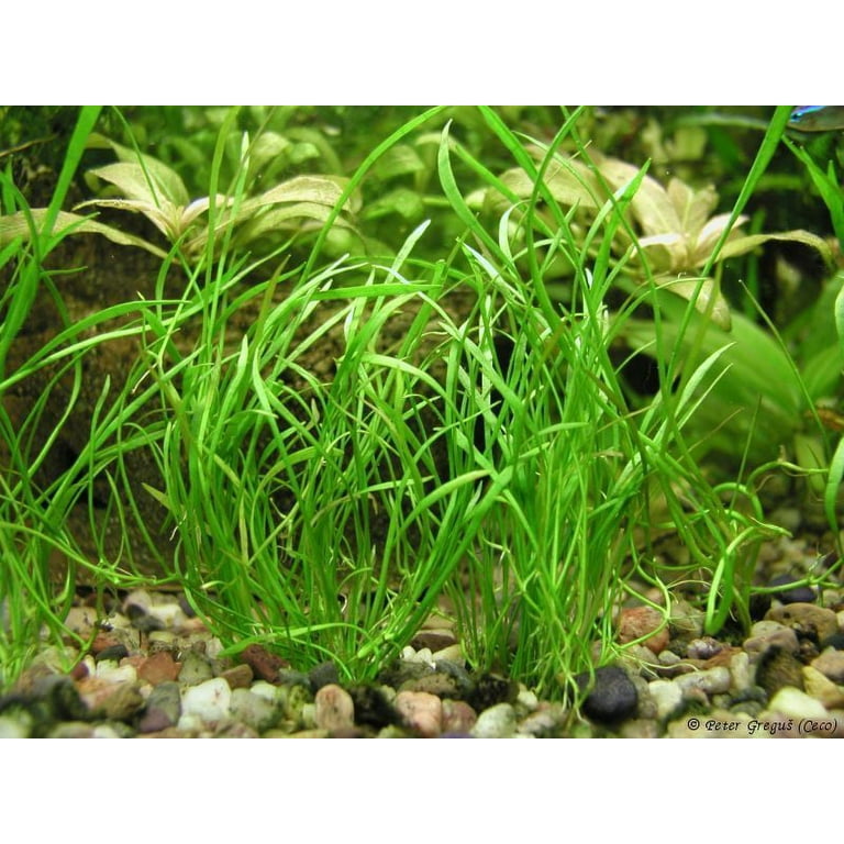  Micro Sword lilaeopsis brasiliensis  Live Aquarium Plants Java  Moss Freshwater : Pet Supplies