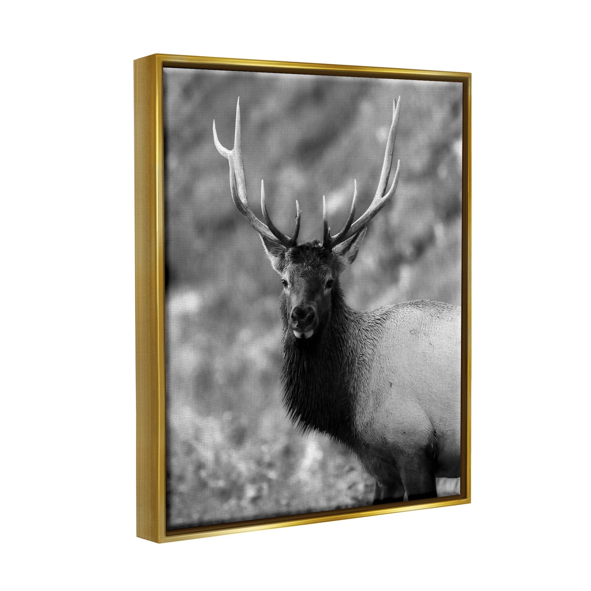 Stupell Industries Grey Elk Photography Animals & Insects Photography Gold Floater Framed Canvas Art Print Wall Art, 25 x 31