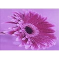 thumbnail image 1 of Ahgly Company Machine Washable Indoor Rectangle Transitional Violet Purple Area Rugs, 3' x 5', 1 of 7