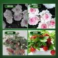 thumbnail image 4 of Grow Light Bulbs, LED Grow Light Bulb A19 Bulb, Full Spectrum Grow Light Bulb, Plant Light Bulbs E26 Base, 11W Grow Bulb 100W Equivalent, Grow Light for Indoor Plants, Seed Starting, 2Pack, 4 of 7