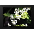 thumbnail image 2 of Hausenflock, Alan 24x17 Black Modern Framed Museum Art Print Titled - Vanda Orchids I, 2 of 5