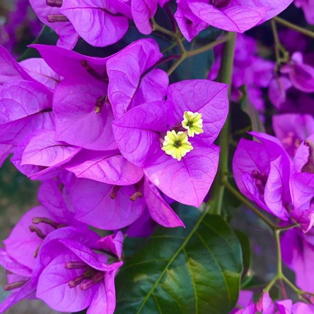 Expert Gardener Asiatic Jasmine - 18 Pack (3.25 In. Pots