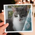 thumbnail image 7 of 3drose, Serious Grey and White Cat Teal Curtain, 12 Greeting Cards with Envelopes, 7 of 7