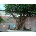 thumbnail image 4 of 30 FICUS TREE (Bodhi Tree / Sacred Fig / Bo Tree / Pipal) Ficus Religiosa Seeds, 4 of 5
