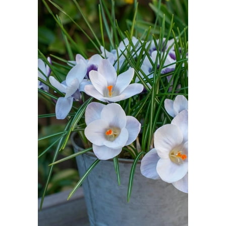 Prins Claus Snow Crocus - Very Hardy! - 5/ cm Bulbs -20 Bulbs