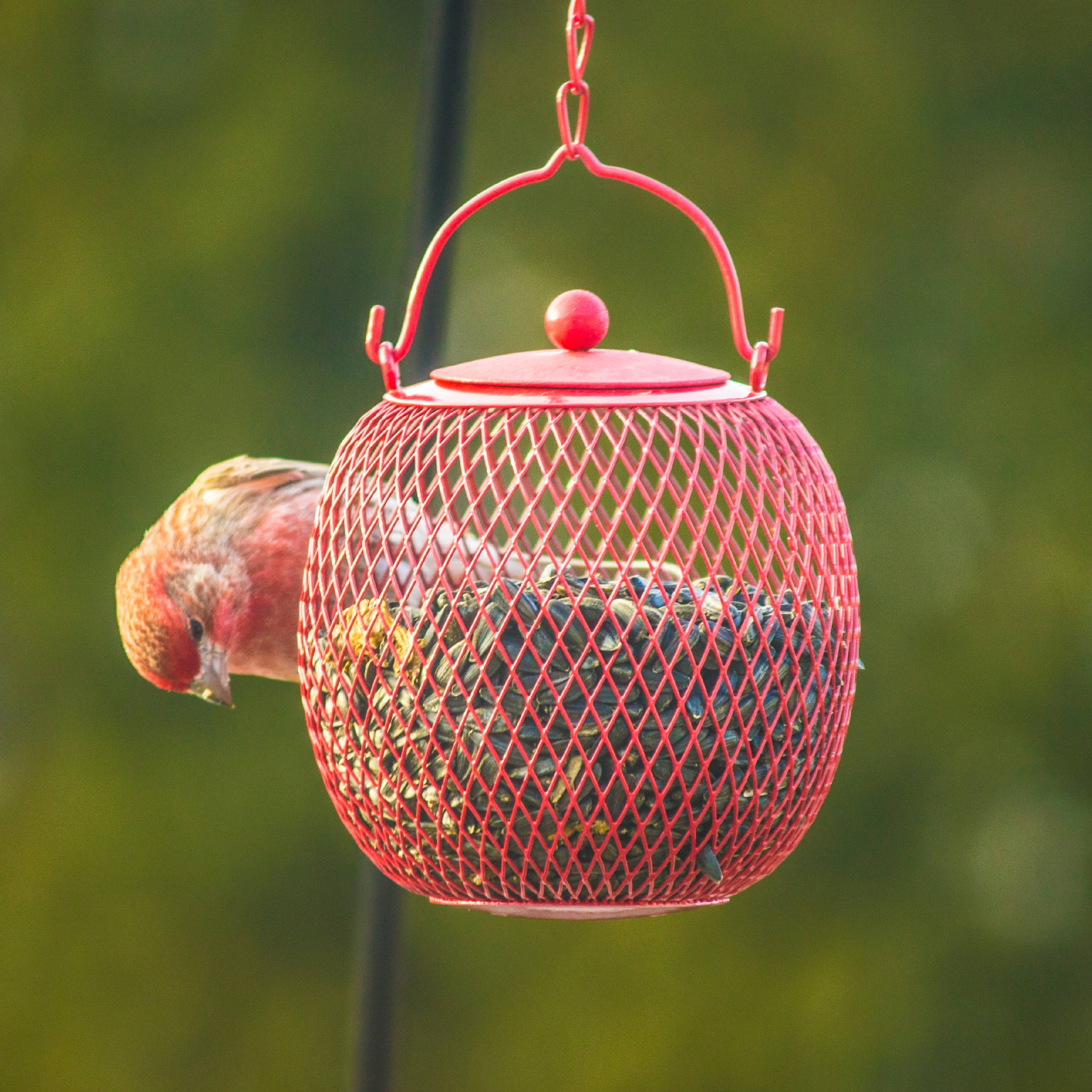 Buy 3 Pc. Bird Feeder Online Nepal Ubuy