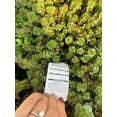 thumbnail image 4 of Sedum Dragons Blood- Quart pot— Green to Red plant— Drought resistant— Succulent, 4 of 5