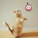 thumbnail image 5 of Juguete de peluche lindo con forma de fruta, juguete chirriante para gato, 4 Uds., 5 of 5