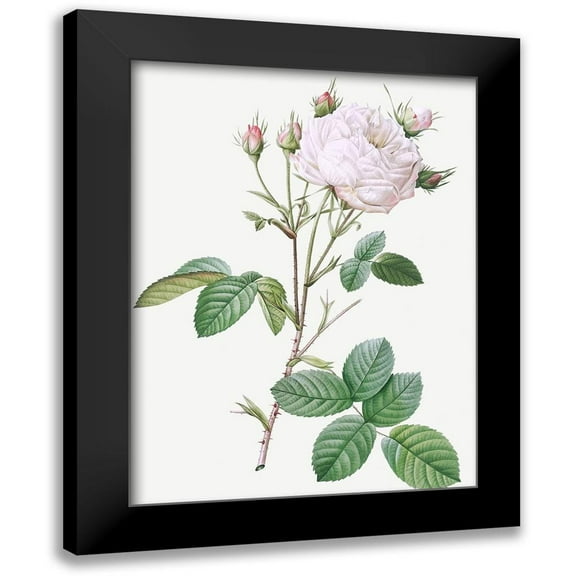 Redoute, Pierre Joseph 12x14 Black Modern Framed Museum Art Print Titled - Cabbage Rose White Provence, Unique Blance, Rosa centifolia mutabilis