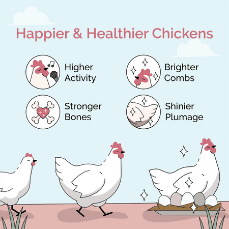 Layer Chicken Feed