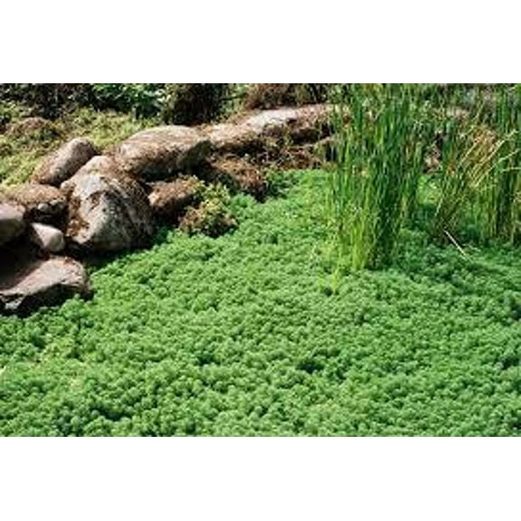 Daylily Nursery 2" Green Elfin Thyme Live Plants in 3" Pots (3 Count), Edible