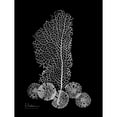 thumbnail image 3 of Koetsier, Albert 19x24 Black Modern Framed Museum Art Print Titled - Sea Fan and Sand Dollar on Black, 3 of 5