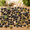 Black-5.0 Pounds, variant on Colorful 5.0 Pounds Pebbles 3/8 Inch Small Rocks Indoor Outdoor Garden Landscaping Vase Fillers